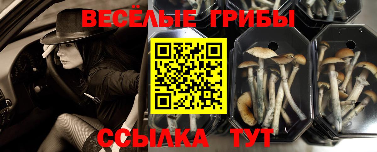 Галлюциногенные грибы Psilocybine cubensis Нерюнгри